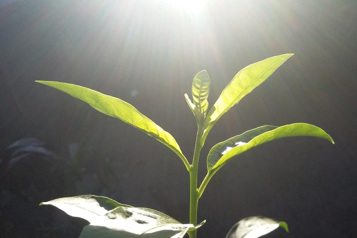 Fuentes de luz y calor naturales y artificiales: ejemplos