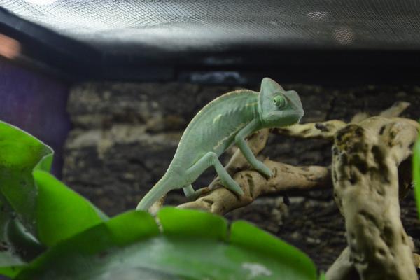 Camaleón - Hábitat del camaleón