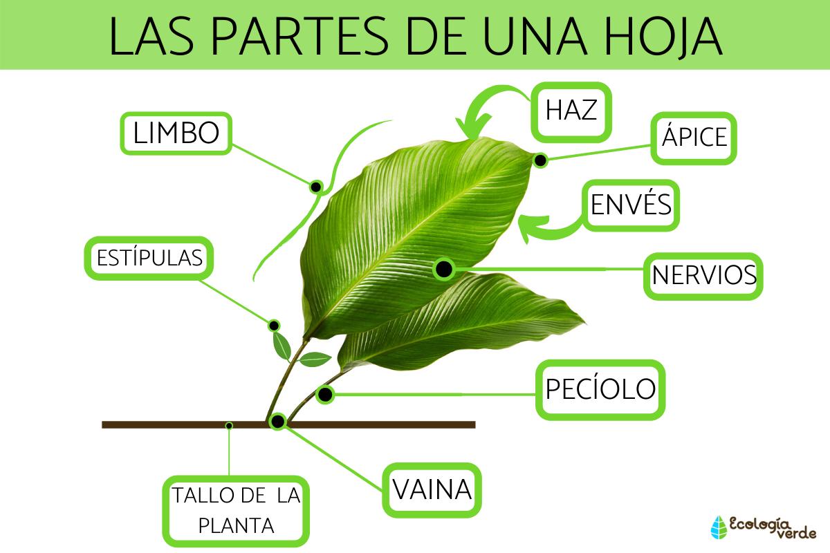 Partes de una hoja y sus funciones