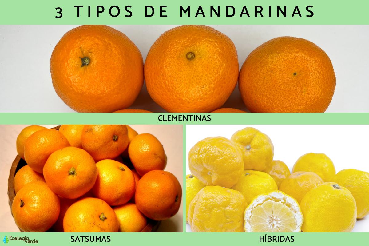 Tipos de mandarinas