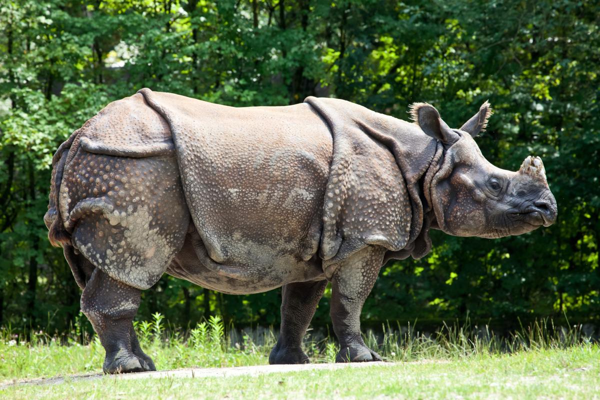 Rinoceronte indio