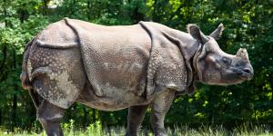 Rinoceronte indio