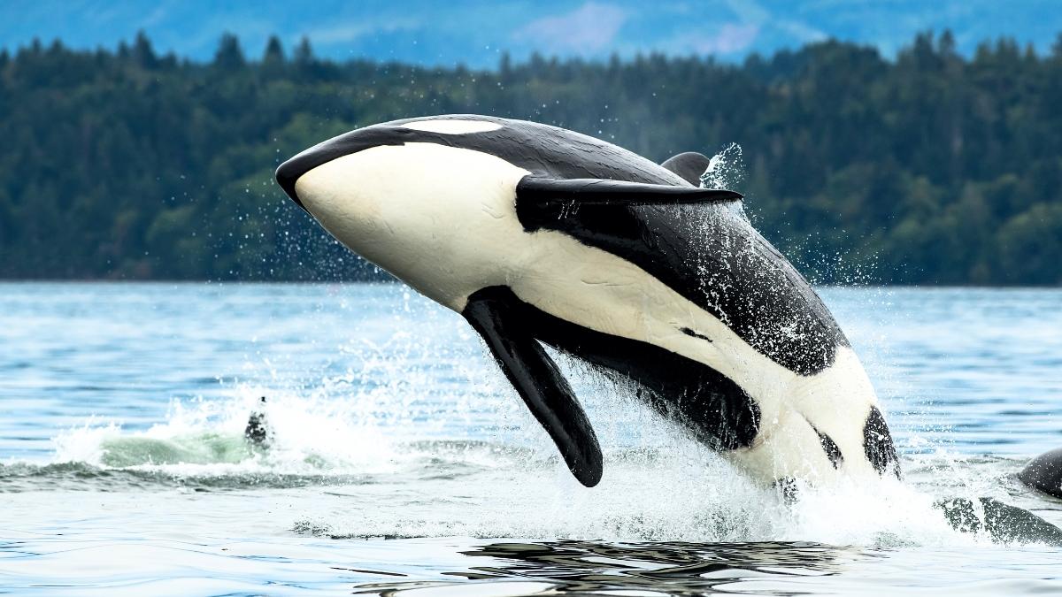 Científicos descubren que las orcas y los delfines han alcanzado un punto de “no retorno” evolutivo y no podrán volver a tierra firme