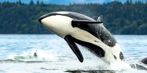 Científicos descubren que las orcas y los delfines han alcanzado un punto de “no retorno” evolutivo y no podrán volver a tierra firme