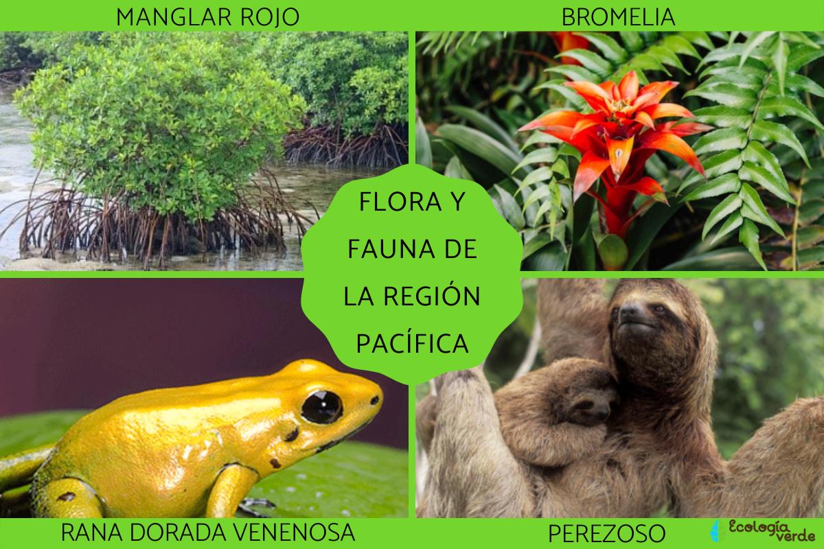 Flora y fauna de la Región Pacífica