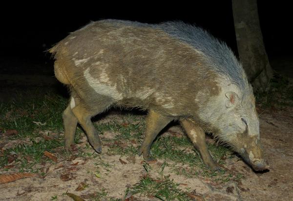Tipos de jabalí - Jabalí asiático (Sus scrofa vittatus)
