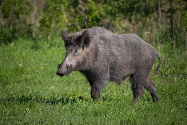 Tipos de jabalí - Jabalí centroeuropeo (Sus scrofa scrofa)