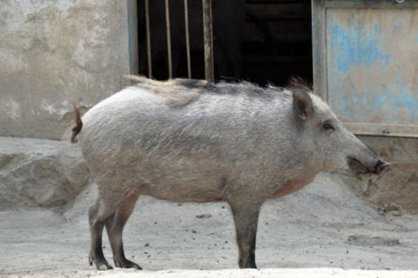 Tipos de jabalí - Jabalí de Asia Central (Sus scrofa nigripes)
