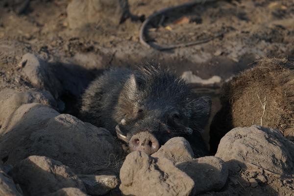 Tipos de jabalí - Jabalí de Java (Sus verrucosus)