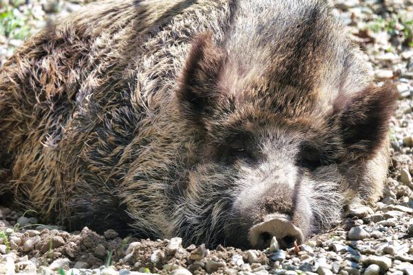 Tipos de jabalí - Jabalí de los Cárpatos (Sus scrofa attila)