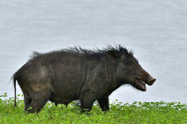 Tipos de jabalí - Jabalí indio (Sus scrofa cristatus)