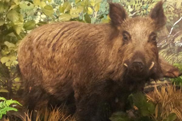 Tipos de jabalí - Jabalí Maremman (Sus scrofa majori)