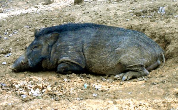 Tipos de jabalí - Jabalí norteafricano (Sus scrofa algira)