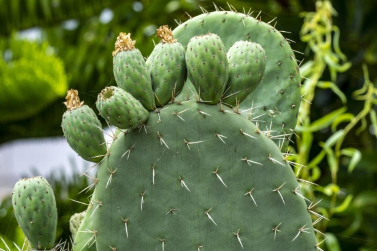 Nopal: propiedades, beneficios y contraindicaciones