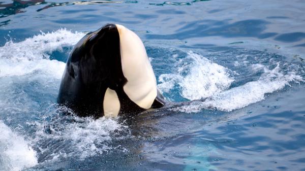 Científicos descubren que las orcas y los delfines han alcanzado un punto de “no retorno” evolutivo y no podrán volver a tierra firme - Qué cambios hicieron imposible que las orcas y los delfines volvieran a tierra