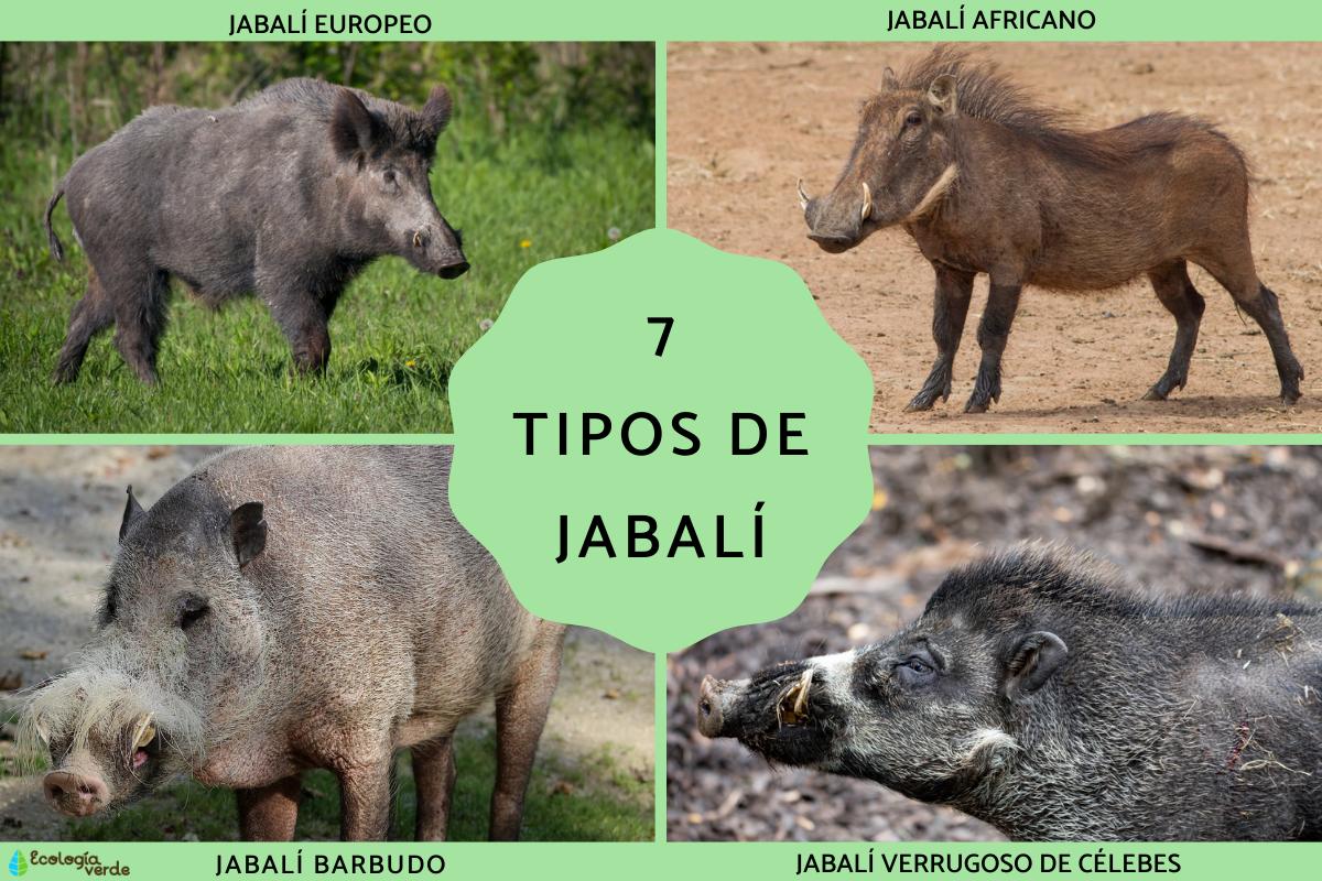 Tipos de jabalí