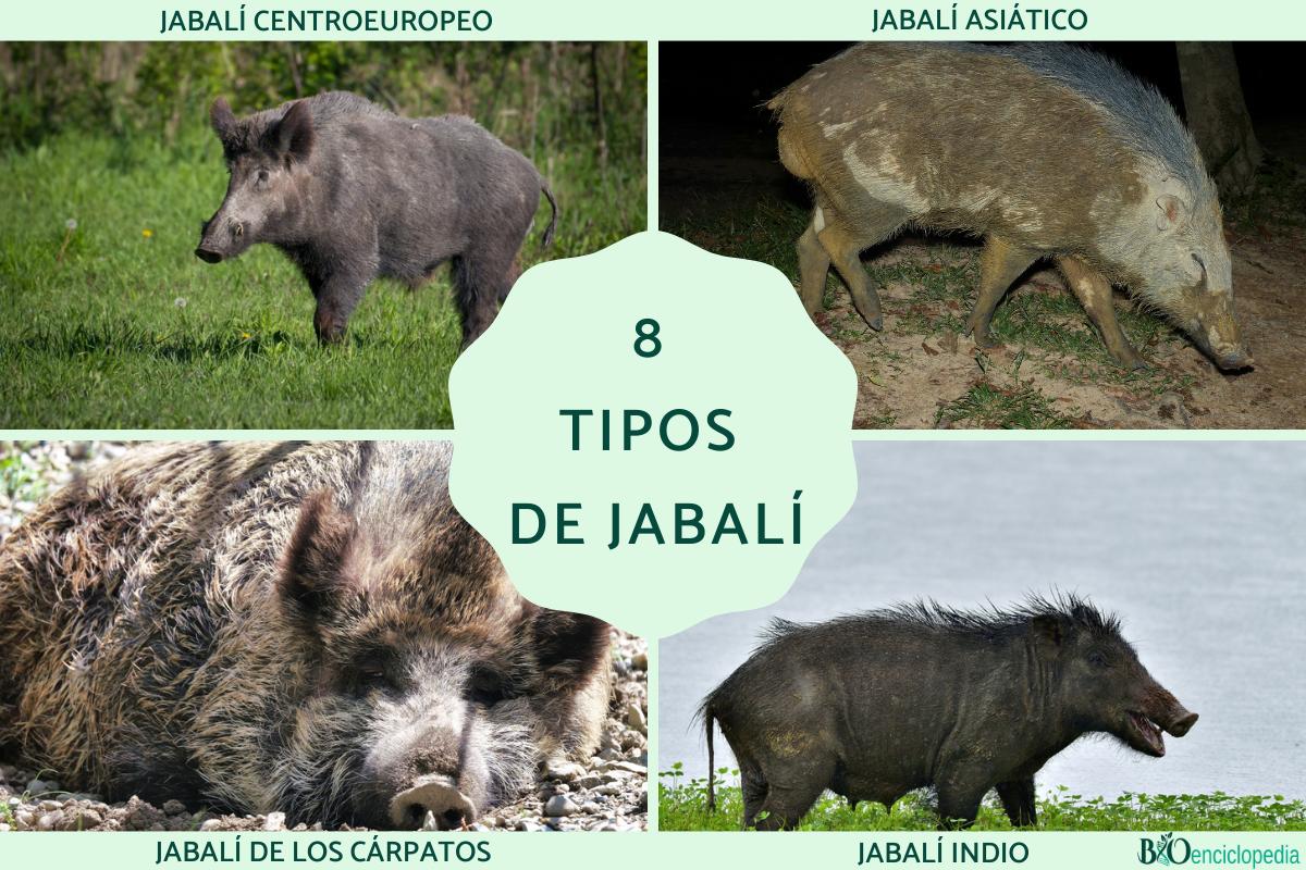 Tipos de jabalí