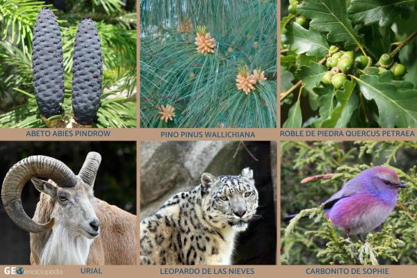 Nanga Parbat - Flora y fauna de Nanga Parbat