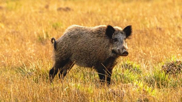Los jabalíes causan más daños en los cultivos en otoño: un estudio de 21 años revela el patrón