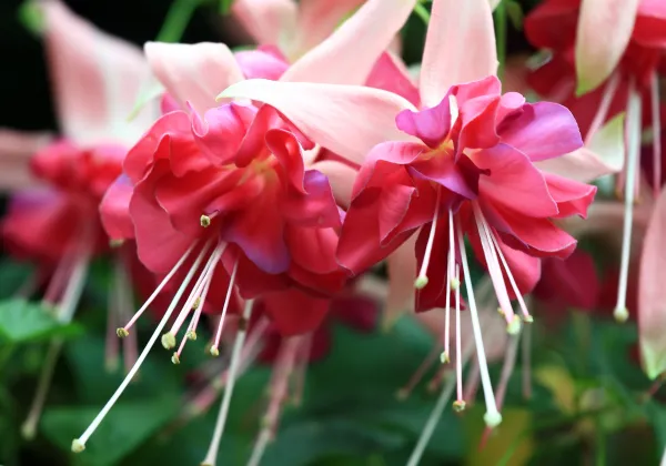 Tomado de ecologiaverde.com para Entrada Cómo convertir tu casa en un paraíso de los colibríes con estas plantas