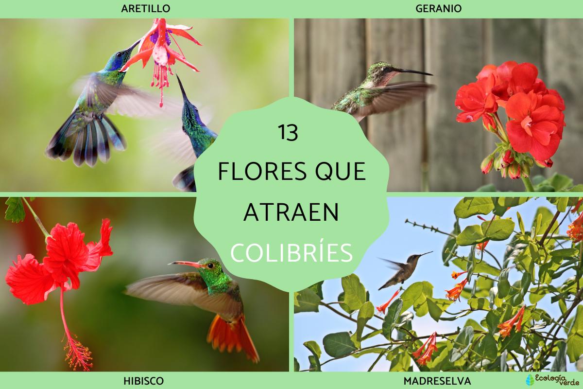 Flores que atraen colibríes