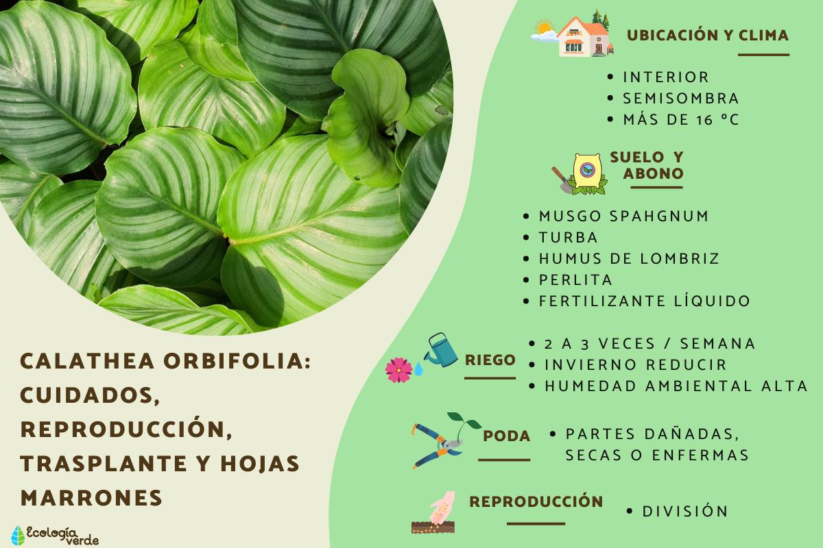Calathea orbifolia: cuidados, reproducción, trasplante y hojas marrones