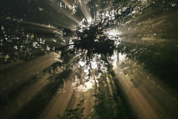 Luz: qué es, características, propiedades, tipos e importancia - ¿Cuál es la importancia de la luz en la vida y la ciencia?