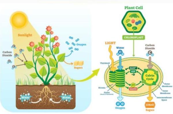 Función de nutrición: qué es y procesos - Función de nutrición en las plantas