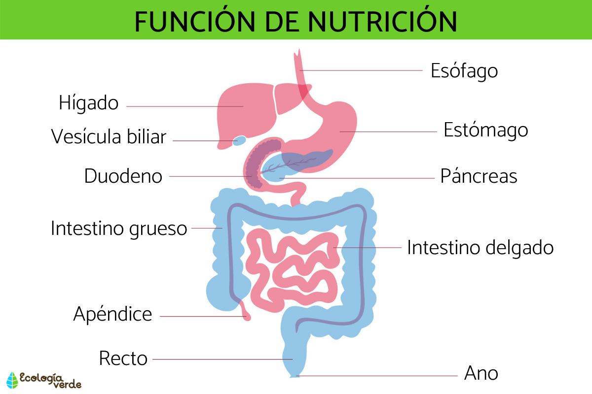 Función de nutrición: qué es y procesos