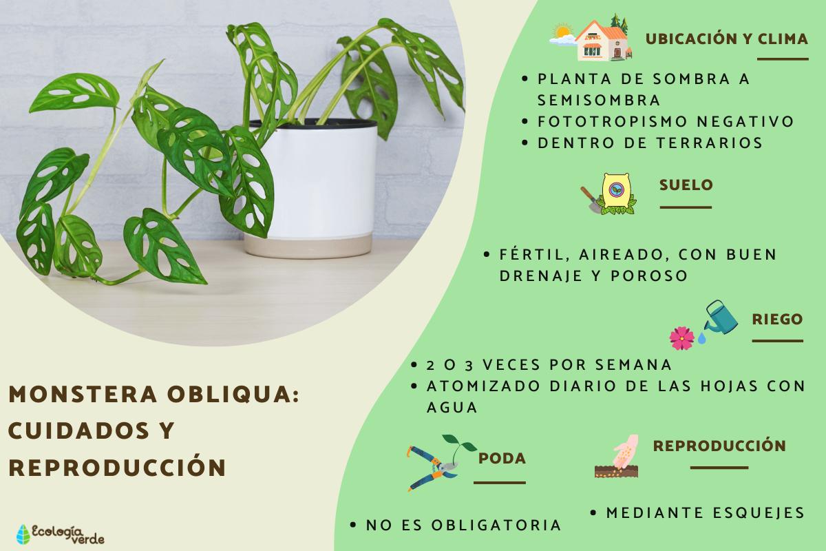 Monstera obliqua: cuidados y reproducción