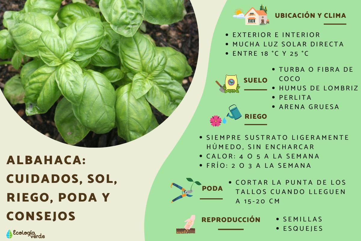 Albahaca: cuidados, sol, riego y poda