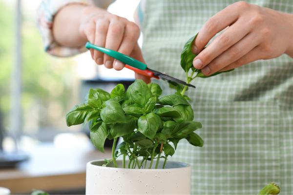 Albahaca: cuidados, sol, riego y poda - ¿Cómo cosechar y conservar la albahaca?