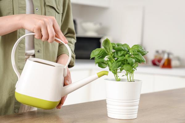 Albahaca: cuidados, sol, riego y poda - ¿Cómo es el riego de la albahaca?