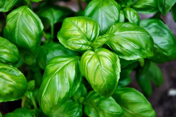 Albahaca: cuidados, sol, riego y poda - ¿Cuáles son las características de la albahaca?