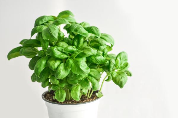 Albahaca: cuidados, sol, riego y poda - ¿Cuánto sol necesita la albahaca?
