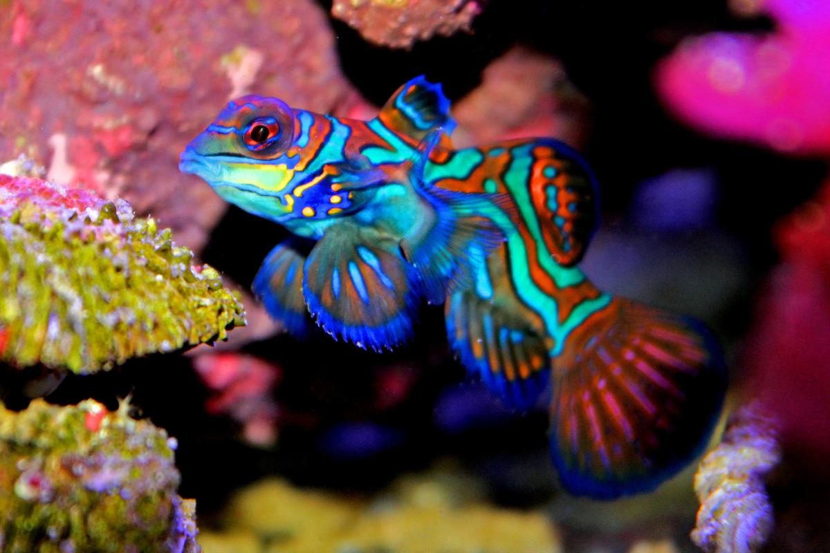 Los peces más bonitos del mundo