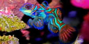 Los peces más bonitos del mundo