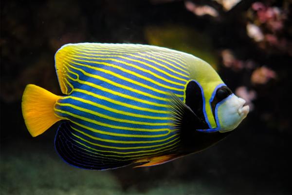 Los peces más bonitos del mundo - Pez ángel emperador