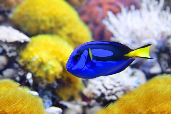 Los peces más bonitos del mundo - Pez cirujano azul