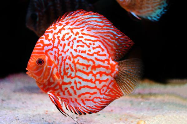 Los peces más bonitos del mundo - Pez disco