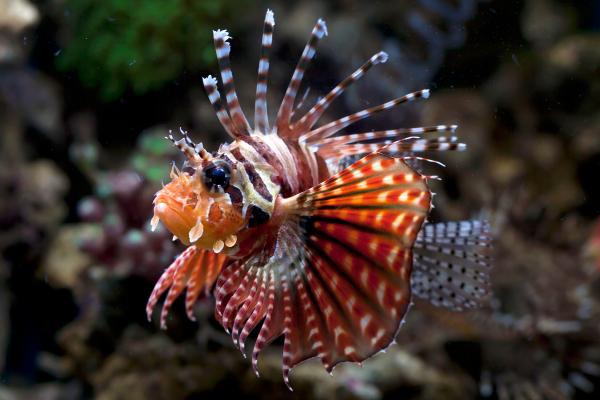 Los peces más bonitos del mundo - Pez león