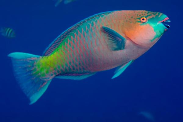 Los peces más bonitos del mundo - Pez loro