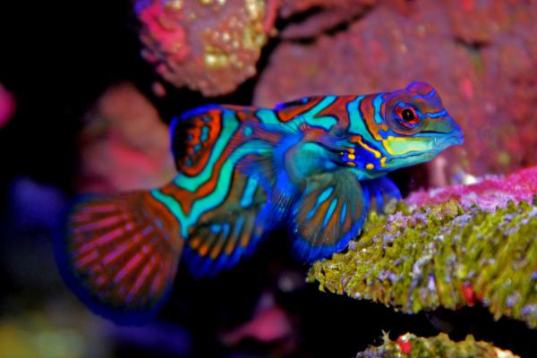 Los peces más bonitos del mundo - Pez mandarín