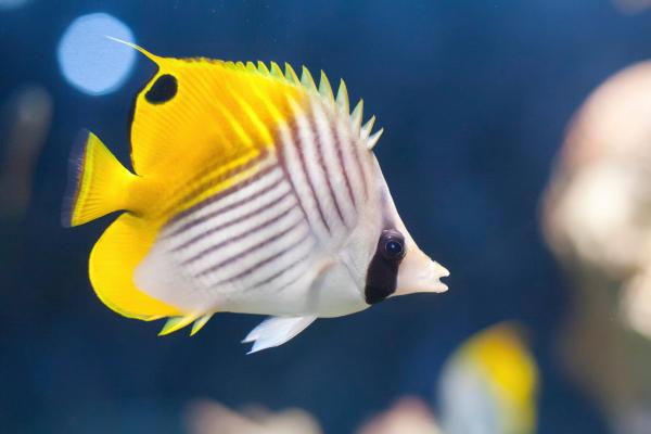 Los peces más bonitos del mundo - Pez mariposa