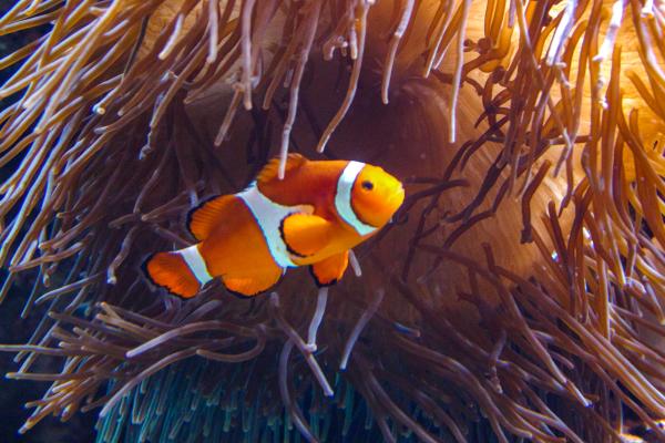 Los peces más bonitos del mundo - Pez payaso