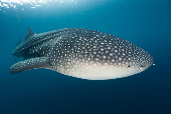Los peces más bonitos del mundo - Tiburón ballena