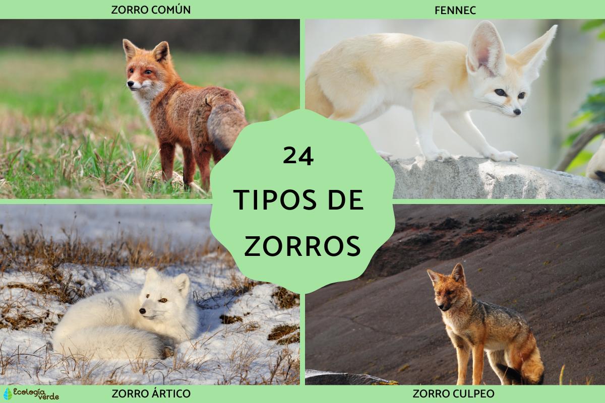 24 Tipos De Zorros Nombres Y Fotos