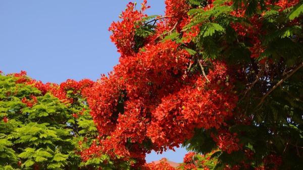 Siete árboles y arbustos ornamentales para crear un jardín espectacular - Acacia roja o flamboyán