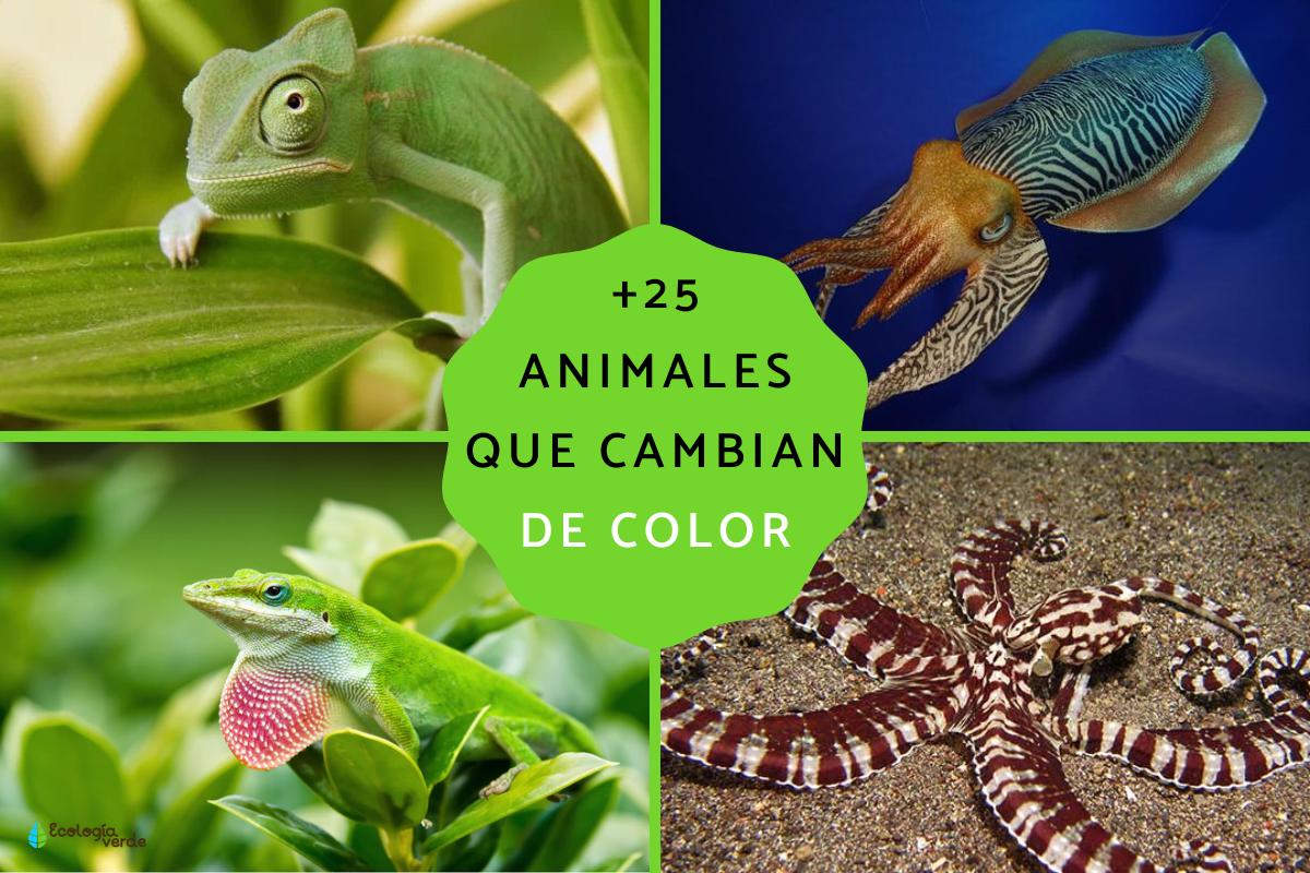 Animales que cambian de color