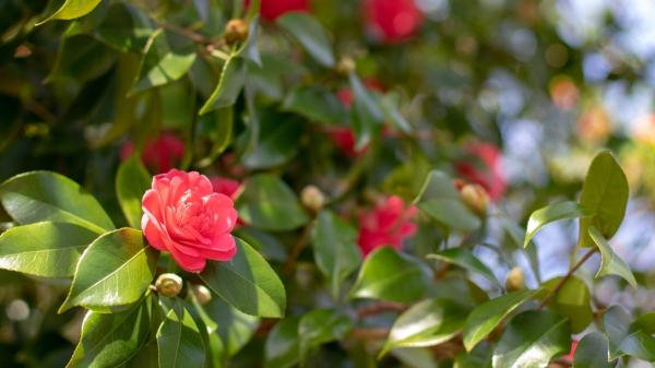 Siete árboles y arbustos ornamentales para crear un jardín espectacular - Camelia